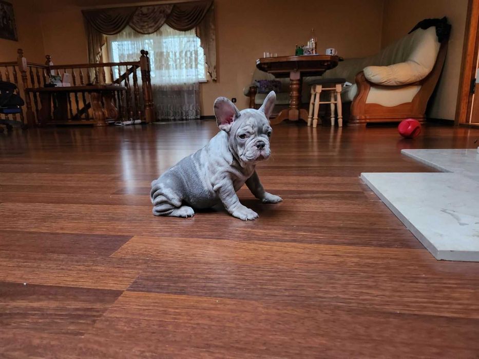 Песик та дівчинка мерле