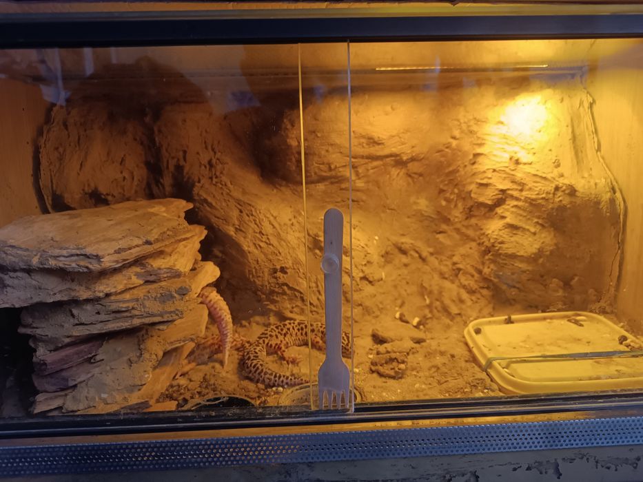 Gekony lamparcie cztery samice