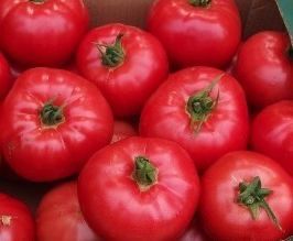 Nasiona pomidorów Honey Moon na sztuki! 1,70 zł Pomidory pomidor
