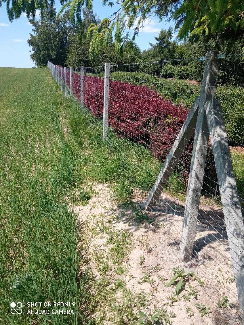 Słupek betonowy 23zł Brutto Producent Siatka leśna Ogrodzenie leśne