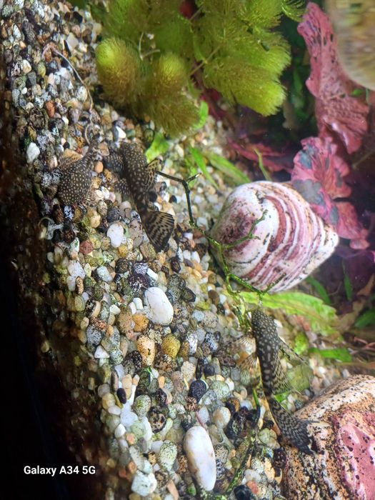 Zbrojnik zbrojniki glonojady 15 sztuk