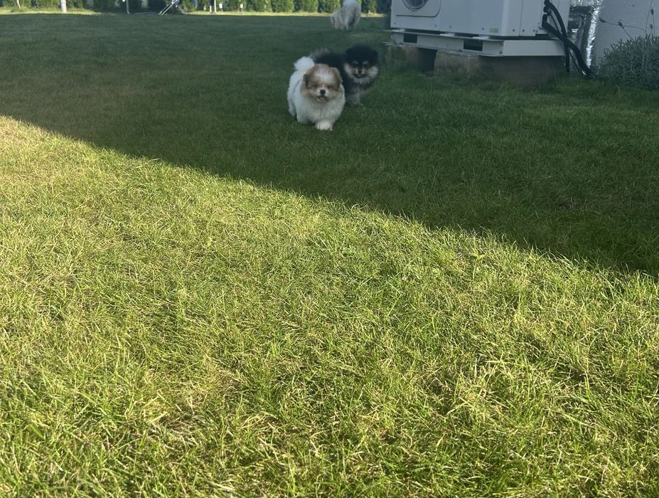 Szpic miniaturowy- pomeranian