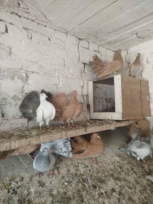 Pawiki żółte srebrne białe paw pawie