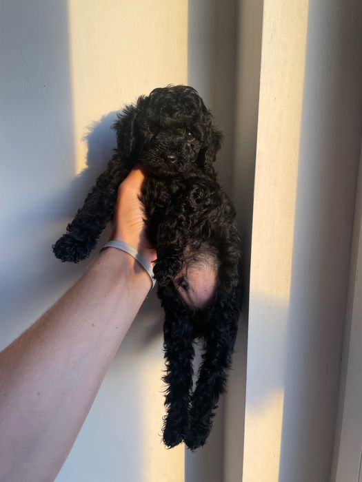 Poodle / caniche toy preto