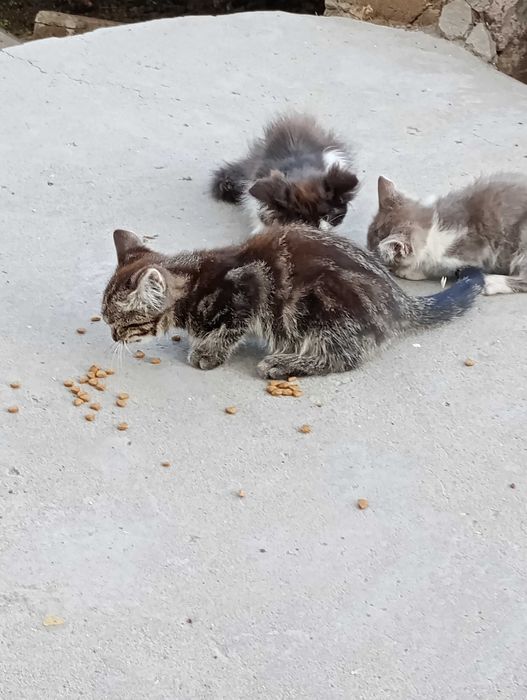 БЕЗКОШТОВНО!!! Кошенятка в добрі руки!!!