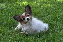 Suczka Papillon ZKwP FCI