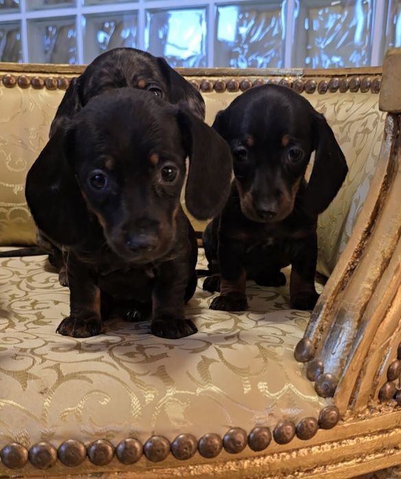 Sunia jamnik czarno podpalana śliczna