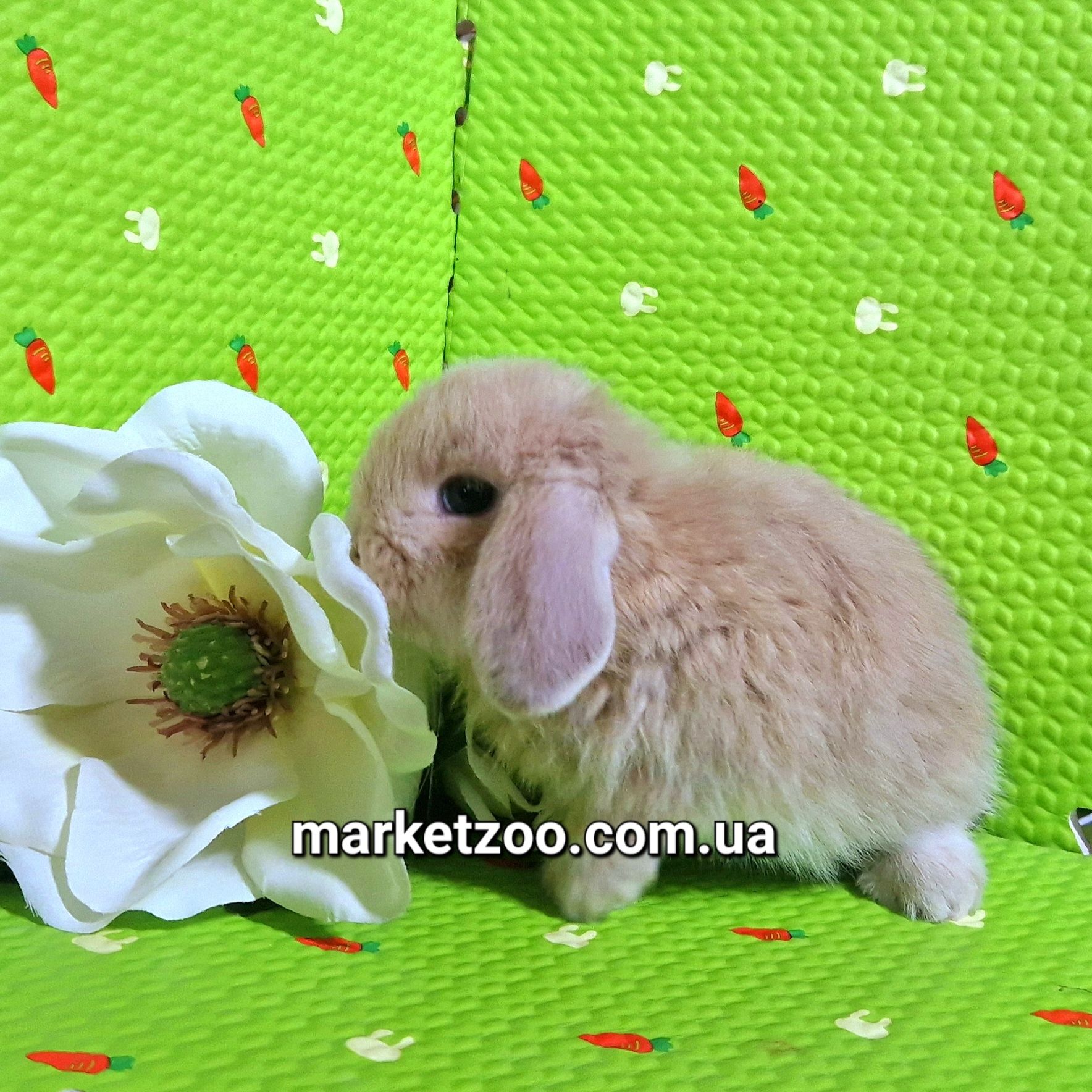 Мини баранчики вислоухие карликовые кролики mini lop крем