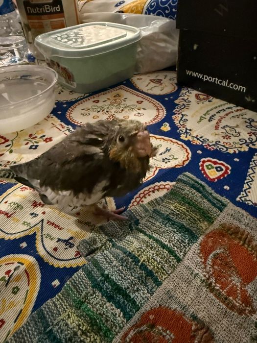 Vendo caturras para criar a mão