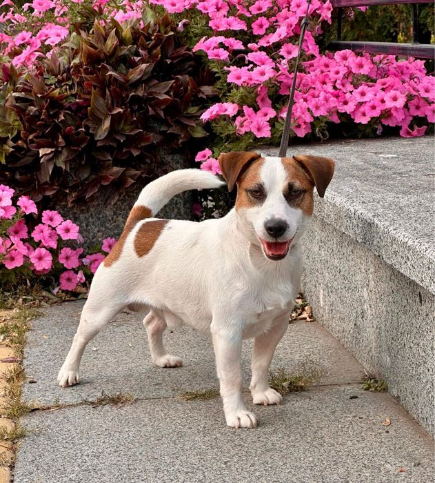 Щенки джек рассел терьера