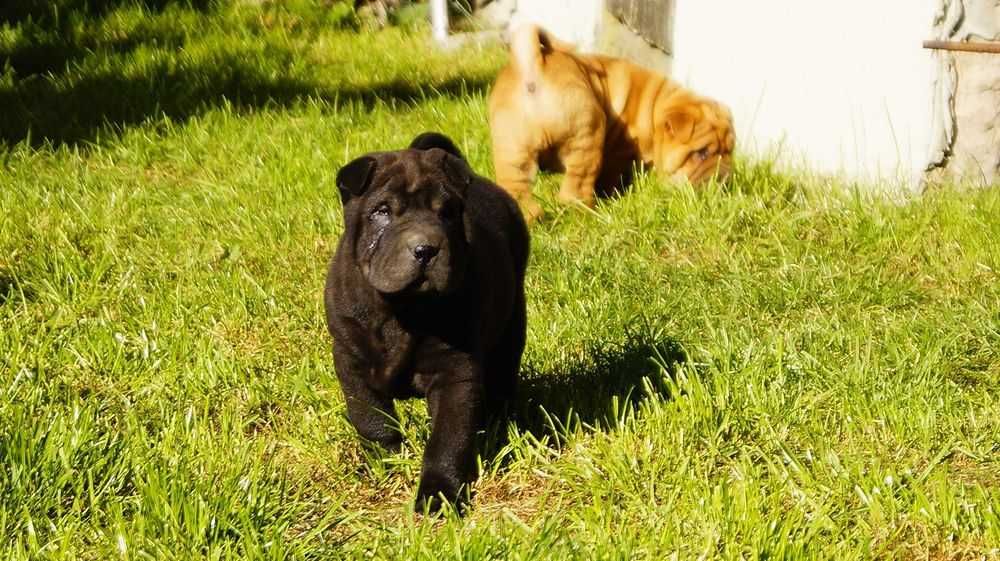 Enzo,samiec Shar Pei,  szczenuak z rodowodem rodzice FCI IMPORTY