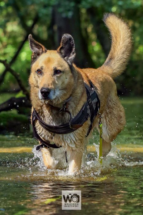 RUDOLF - piękny i spokojny pies