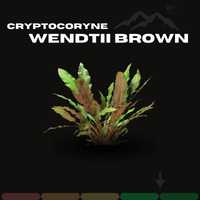Kryptokoryna Wendtii Sp. Brown