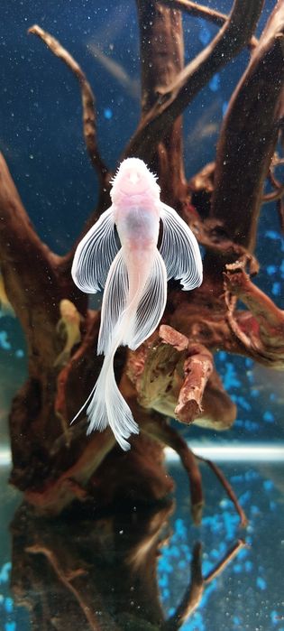 Glonojad zbrojnik L 144 snow white- Long Fin ( samiec młody)