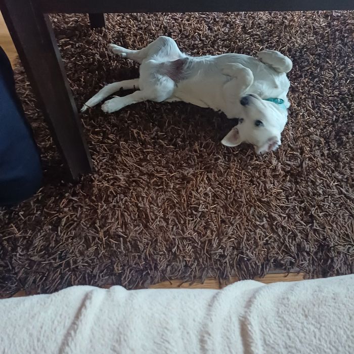 Oddam Ślicznego pieska o imieniu Maciuś