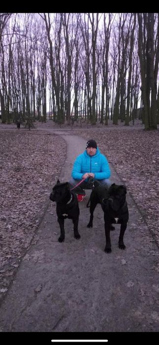 Cane Corso  PIES