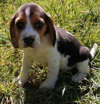 Magnífica Fêmea Beagle