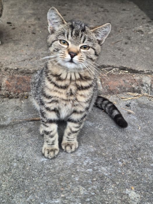 Oddam kociaki w dobre ręce!!