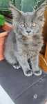 Niebieskie kociaki Maine Coon