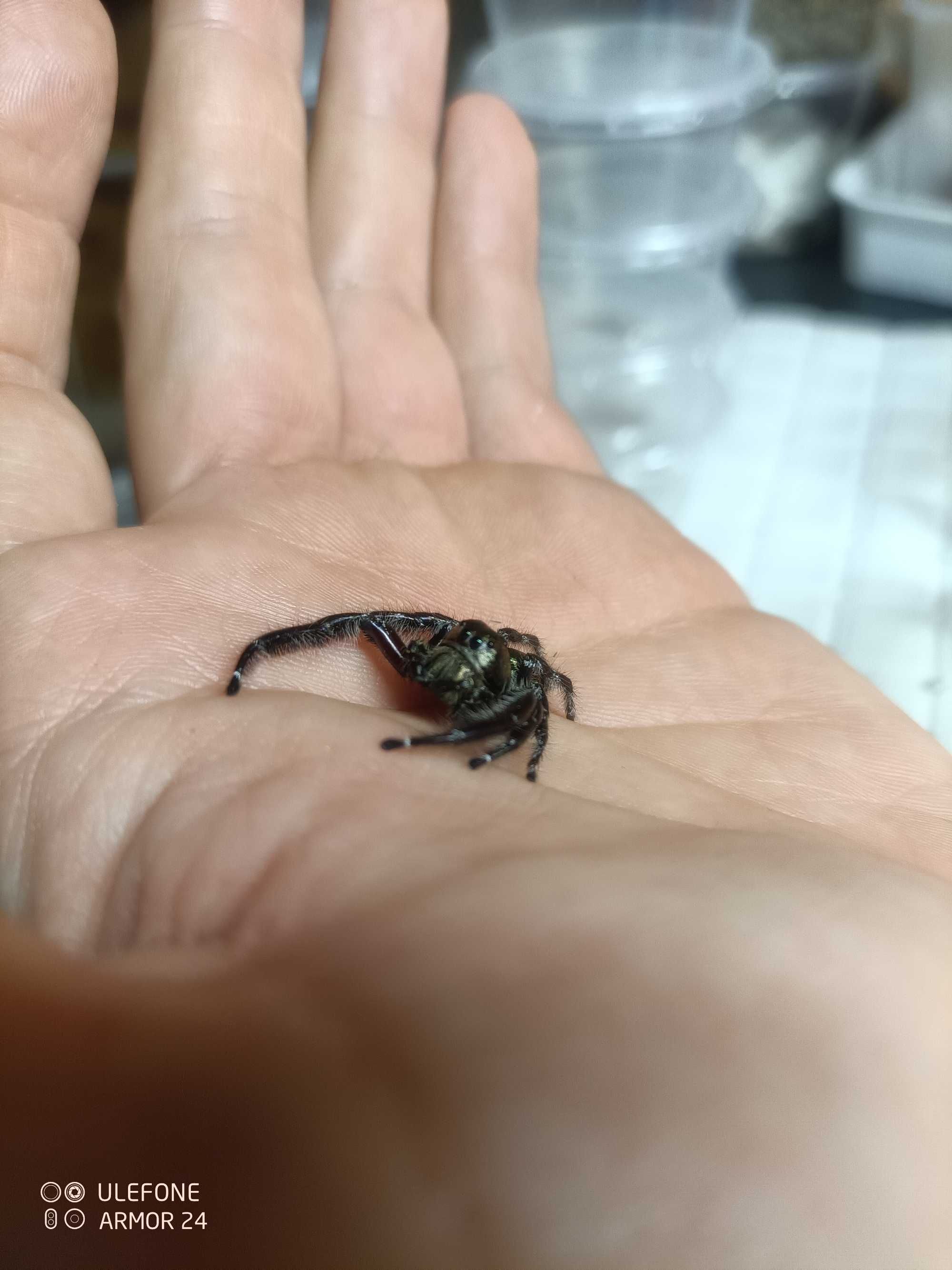 Skalní Hyllus diardi samce nie Phidippus