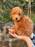 Menino vermelho, um verdadeiro caniche toy