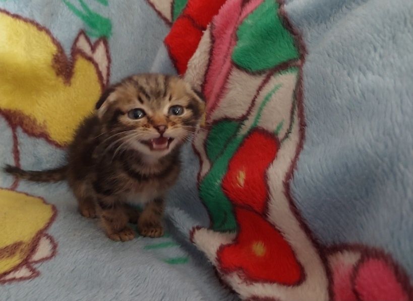 Шотландські кошенята