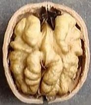 Саджанці Грецького горіха. Сорт Козаку. Акція! Дерево в подарунок!