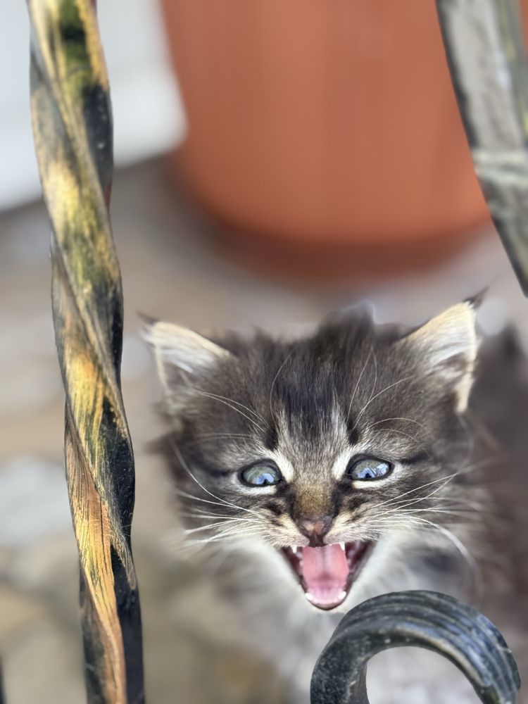 Віддам в добрі руки кошенят