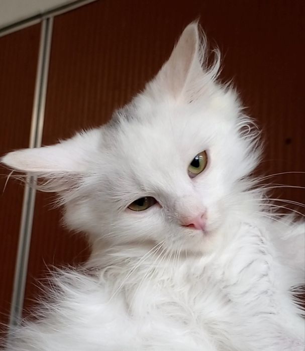 Белый котенок 4мес пушистый ангорский котик білий котята кошеня