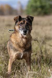 Kefir - żwawy dorosly pies szuka domu TRANSP