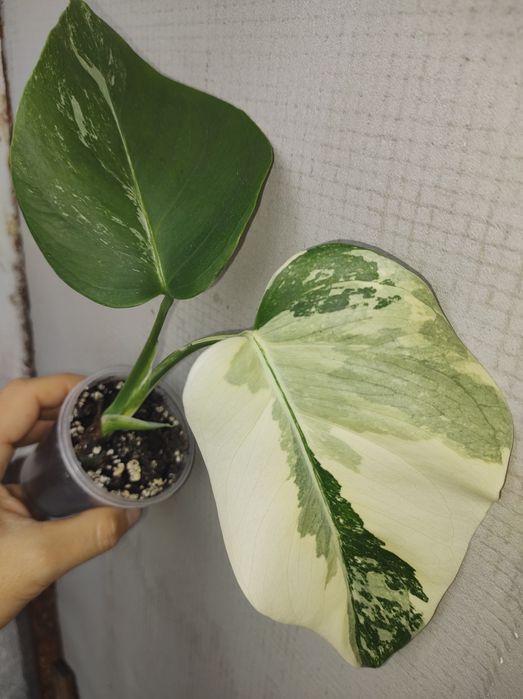 Монстера карстеніанум альба піннатум марбл