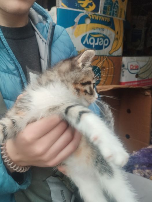 Відаємо котенят,два хлопчики та одна дівчинка