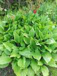 Hosta, funkie - zamienię na inne odmiany funki.