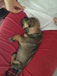 Cachorros porte pequeno