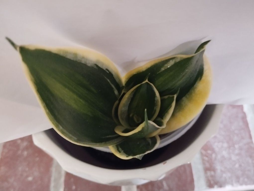 Sansevieria Jade Dwarf Marginated Variegated sansewieria hahnii
