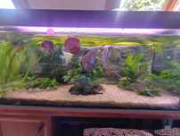Akwarium 240L firmy Aquaboro + Dyskowce