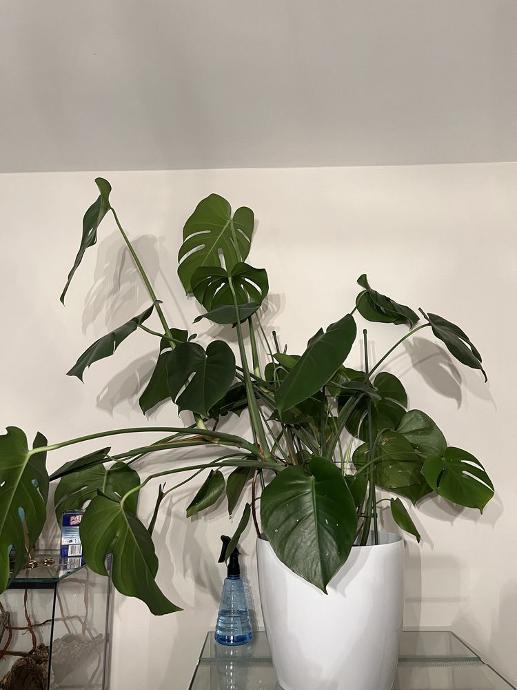 Kwiat Monstera deliciosa