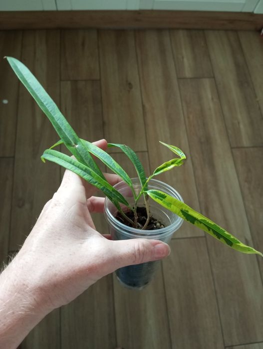Ficus fikus amstel green gold