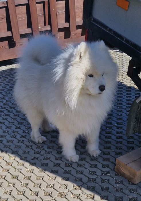 Samoyed z uprawnieniami ZHPR UCI