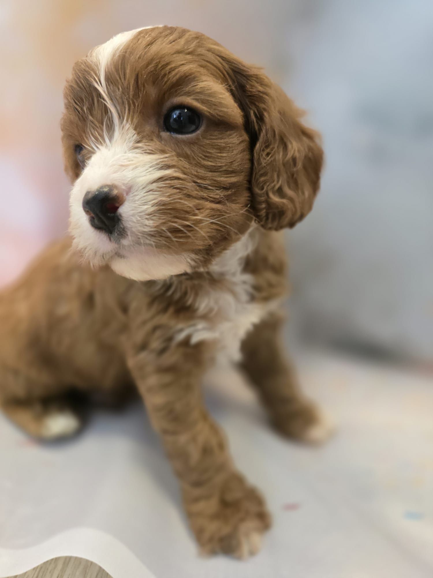 Cavapoo śliczny szczeniak