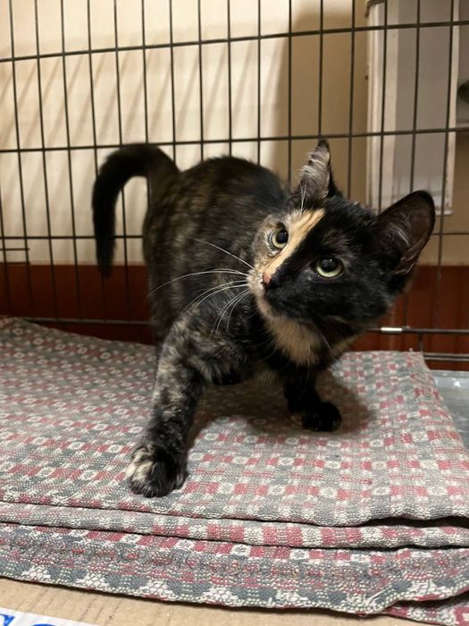 Кошеня дівчинка 5-6 міс. Трьохмасна. Шукає сімʼю!