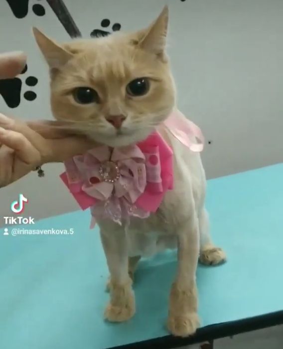 Стрижка кошек Харьков