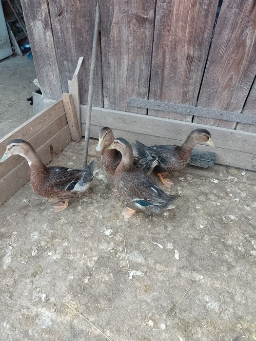 Kaczory i kaczki piżmowe, biegus indyjski,staropolskie