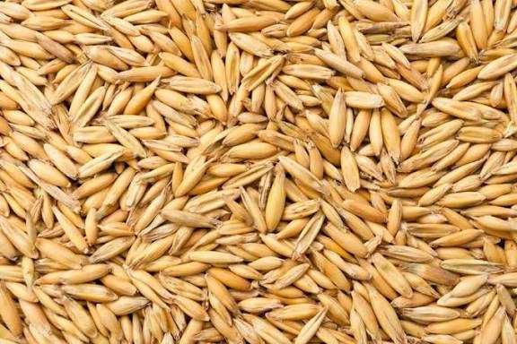 Owies 2024 na pellet 28 worków po 40kg cena za 100kg