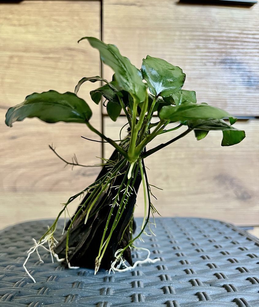 Anubias na korzeniu