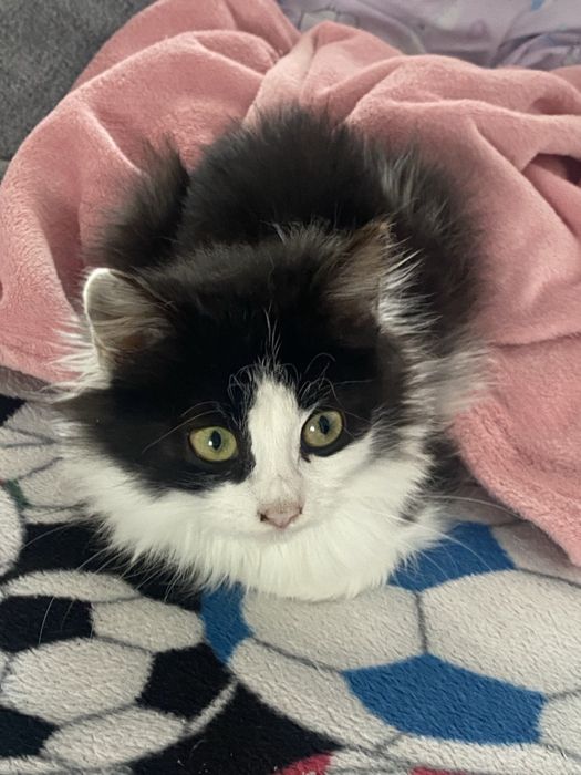 Пухнаста красуня шукає родину (кошеня шукає дім)