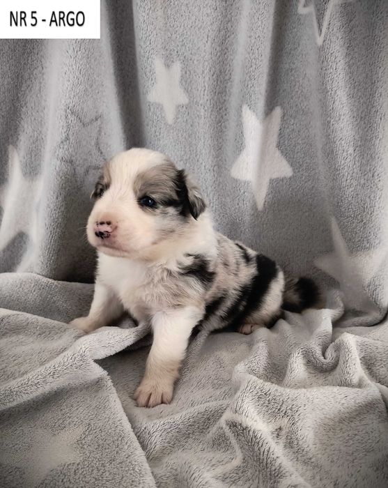 Piękny piesek Border Collie - Blue Merle nr 5 - ARGO