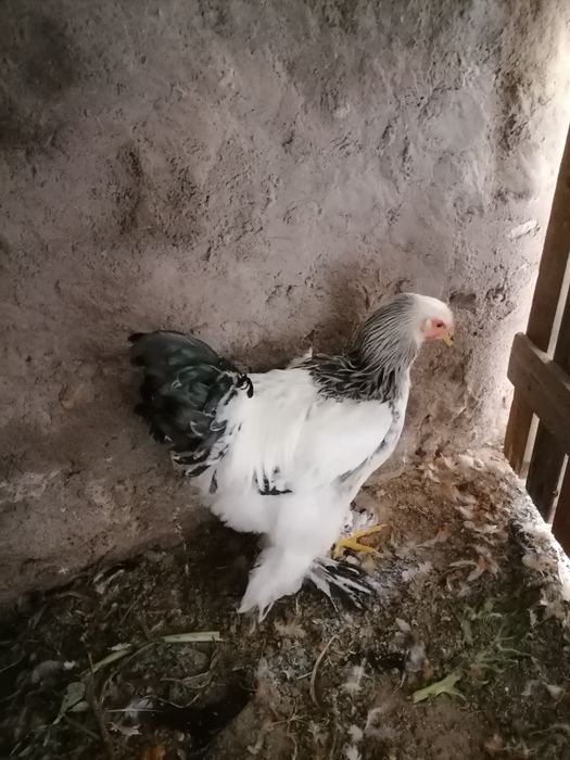 Vendo galos Brahama