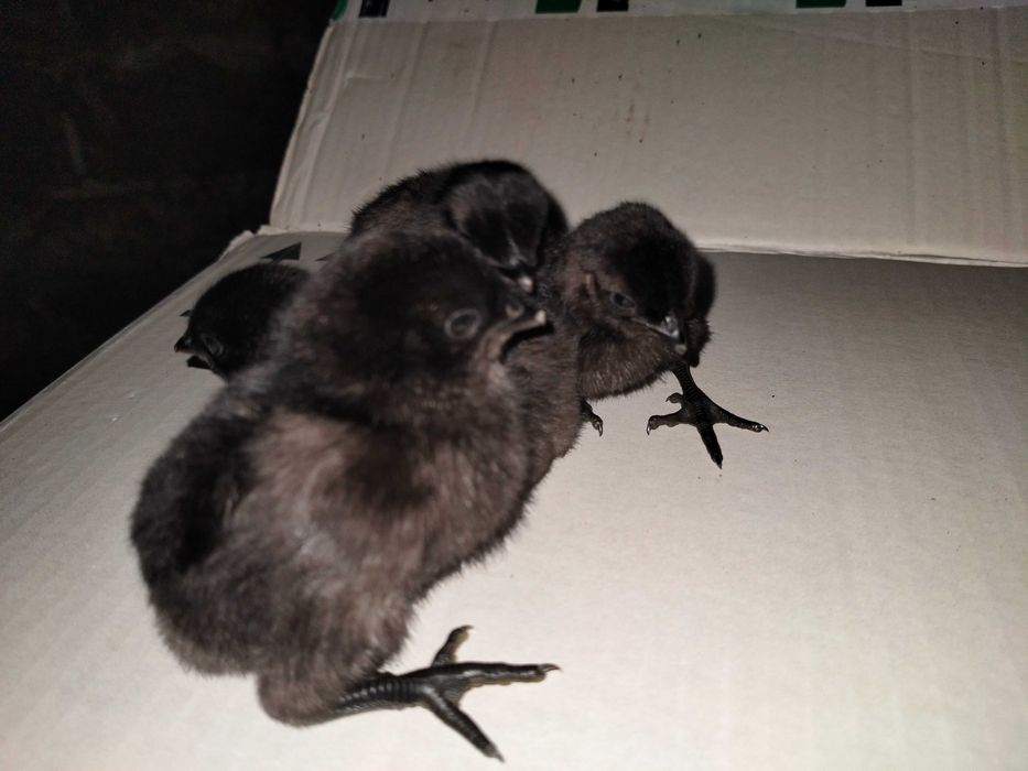 Pisklęta ayam cemani