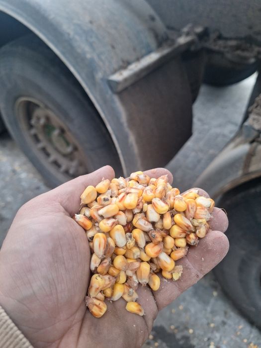 Kukurydza mokra ziarno całe lub mielone z dostawą w każde miejsce